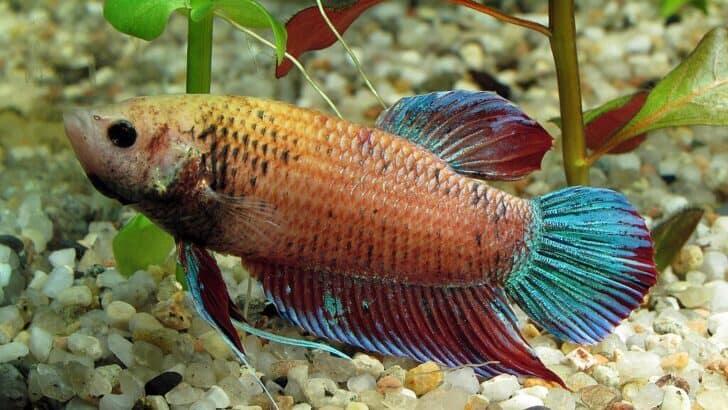 10 Fish That Thrive in Schools And 3 That Must Be Kept Alone - NewsBreak