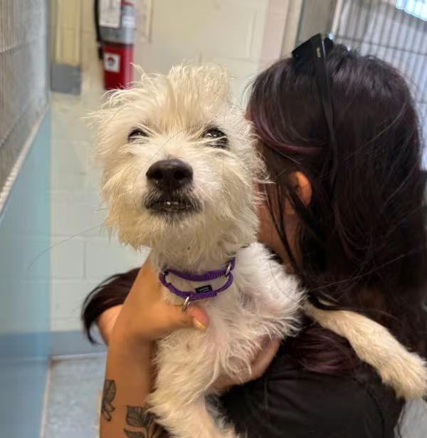 🐶 Friendly Oceanside Dogs Ready for Adoption at Local Shelter - NewsBreak