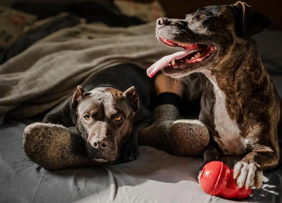 Rabies Vaccine Requirements for Dogs in Indiana: What the Law Requires ...