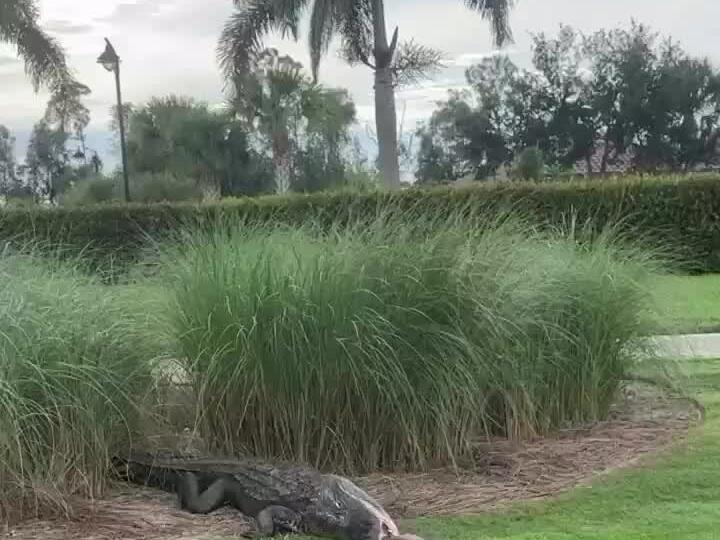 Just another day on the golf course! Florida Alligator Floridian 
