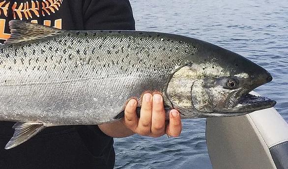 More wild fall Chinook, continued wild coho opportunity for Oregon’s ...
