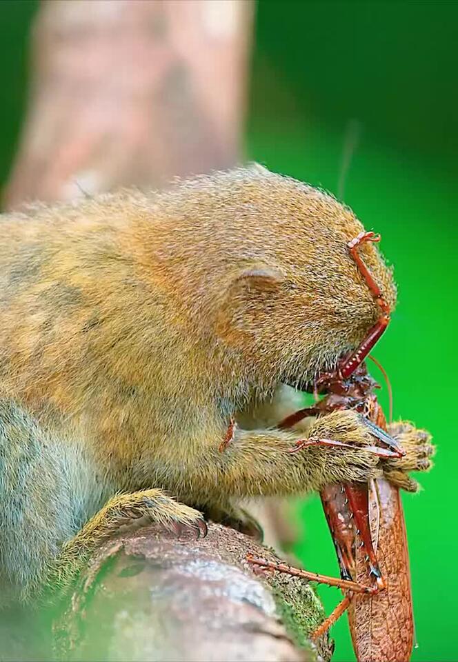 The smallest monkey in the world 🐒 - NewsBreak