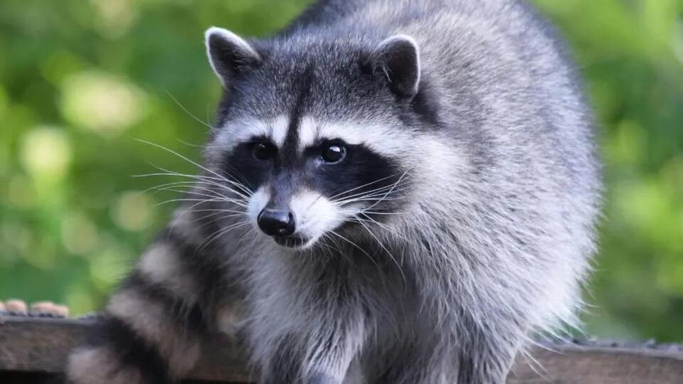 US Comes Up With Unique Airborne Treat “Attack” To Combat Rabies In ...