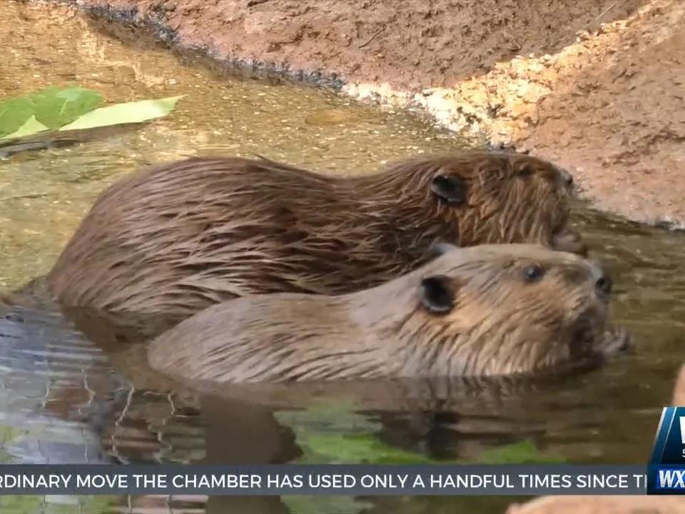 Mississippi Aquarium three new beavers
