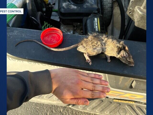 ‘It was like an explosion of rats’: Neighbors report rise in pests ...