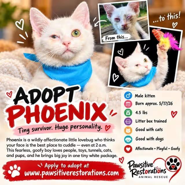 🐱 Aurora Cats Ready for Adoption — Find Your New Feline Friend - NewsBreak