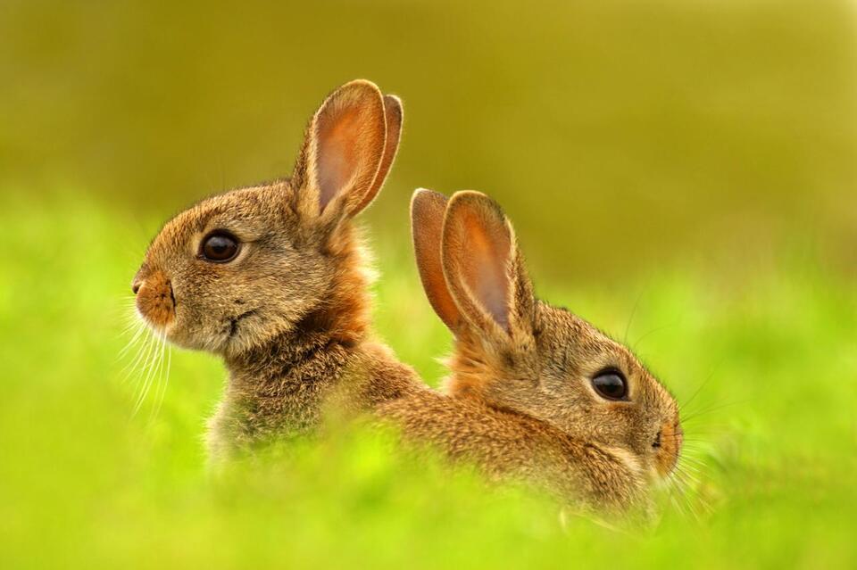 3 Rabbit Species in Minnesota: Identification, Habitat & Behavior Guide ...
