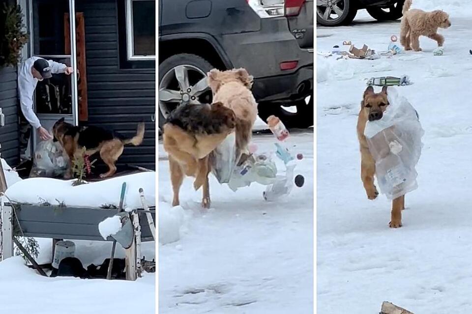 Garbage-Fetching Dog Becomes Internet Darling After Viral Mishap ...