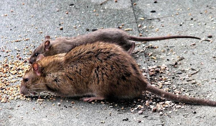 Rats Run Wild In Mayfair As Northeast Philly Blocks Beg For Backup ...