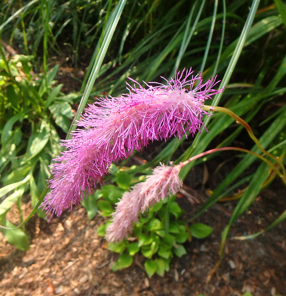 Introducing art, whimsy, laughter into garden