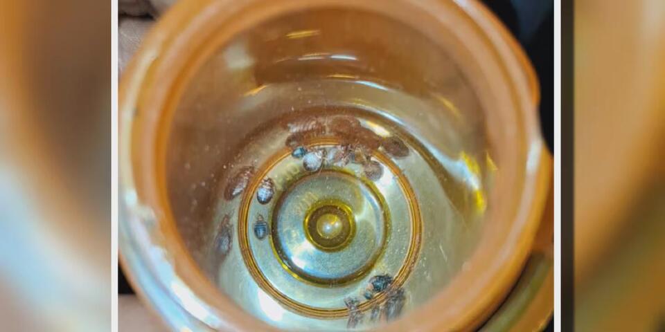 ‘Traumatized’: Woman claims bedbugs at Montgomery hotel forced her to ...