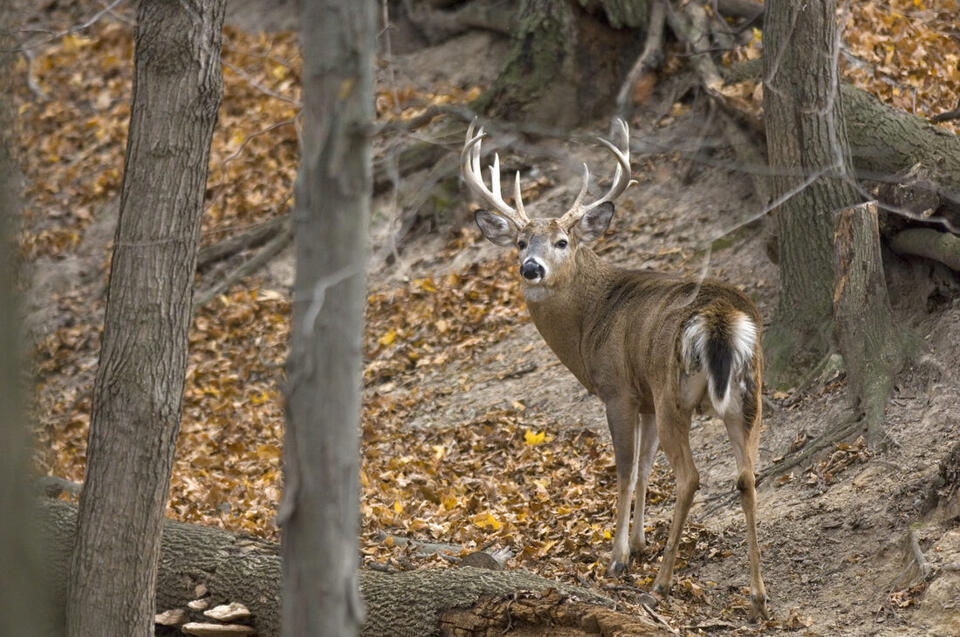 Deer hunting preview: Robust 2024 harvest could extend into 2025 ...