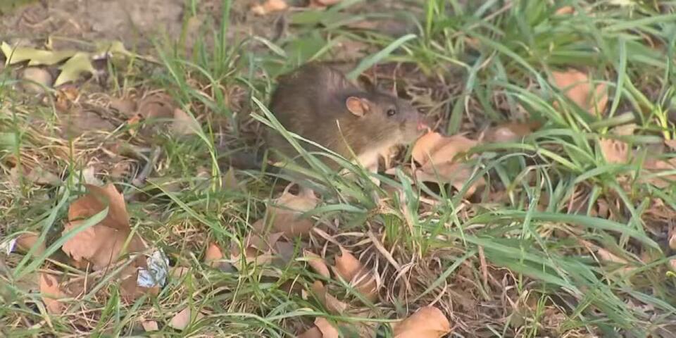 Grand Strand HVAC, pest control experts warn of rodent infestations in ...