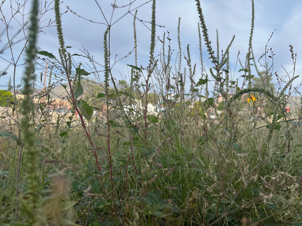 Code Enforcement Bureau reminds El Paso of overgrown weeds or
