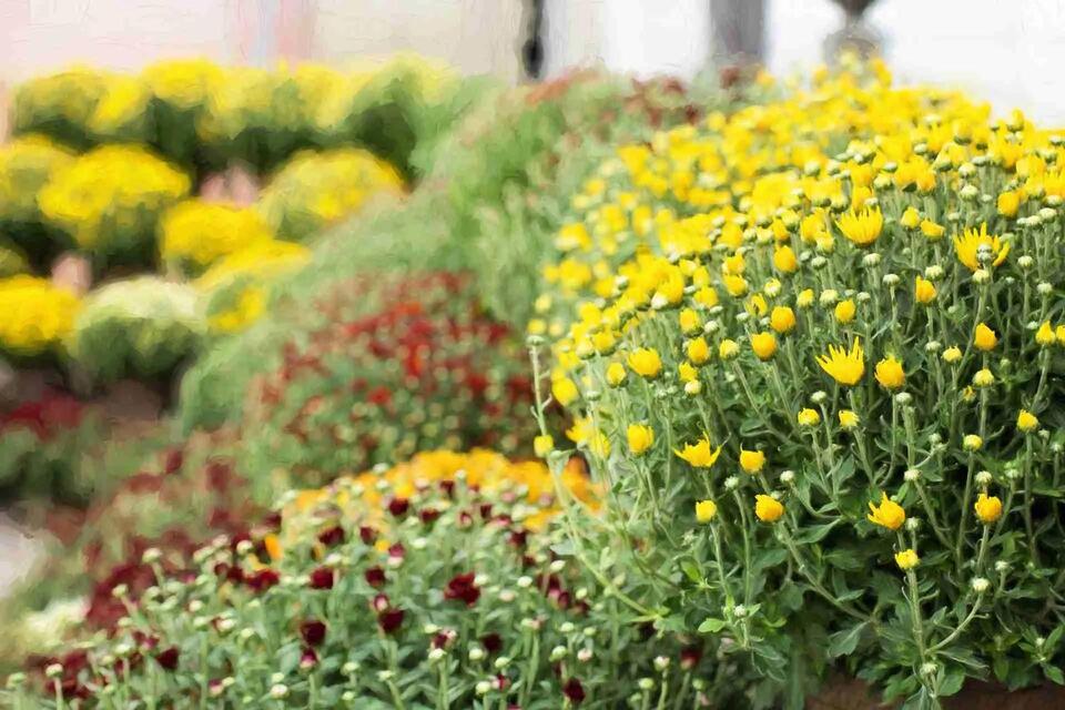 Desha County 4-H mum sale set for Sept. 9-10