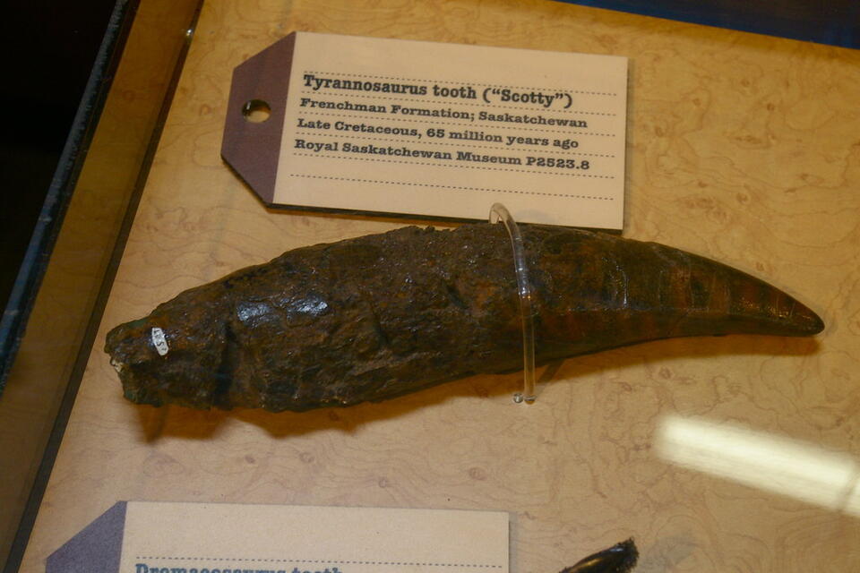 The Problem with Naming Dinosaurs from a Single Tooth - NewsBreak
