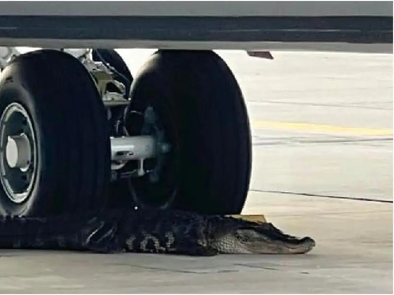 Alligator Blocks A Plane At Macdill Afb, Doesn’T Want To Leave – MXWIJG
