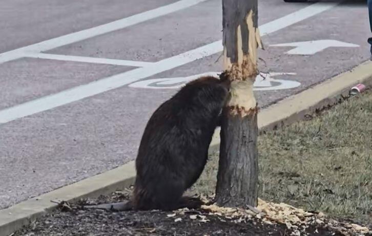 Watch: Beaver Takes Down Trees in Schaumburg, Illinois - NewsBreak