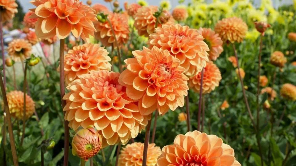 Cory's New Jersey Garden: From Vegetable Patch to Dahlia Showcase ...