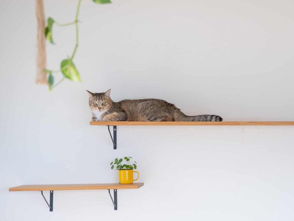 Cats Aren’t the Only Animal that Purrs. These 9 Animals Also Purr