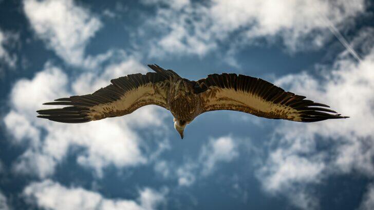 8 Signs a Raptor Has Claimed a Territory - NewsBreak