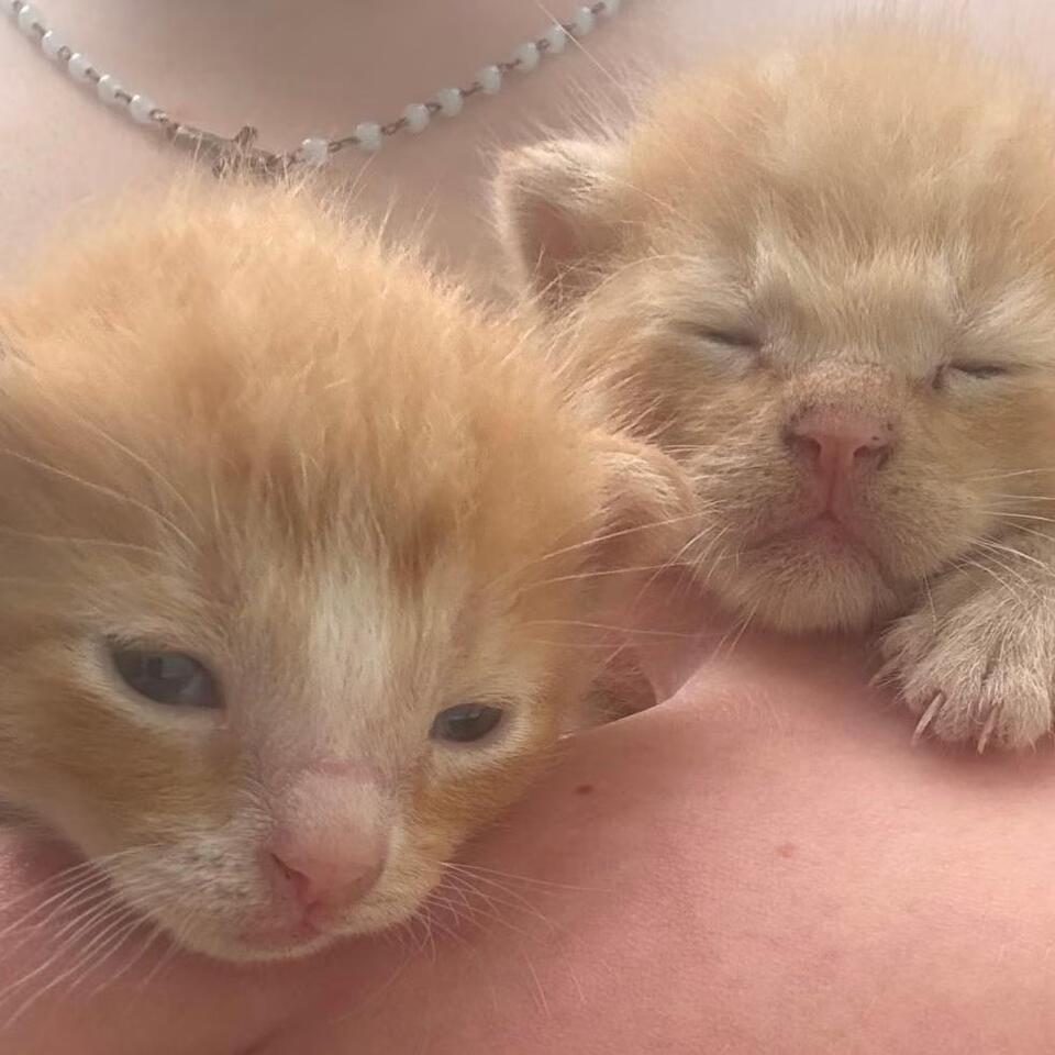 🐱 Playful Oak Ridge Kittens Ready to Join Your Family - NewsBreak