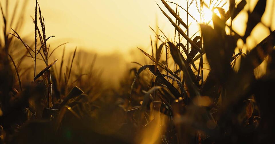 Crop progress: Corn quality holds strong
