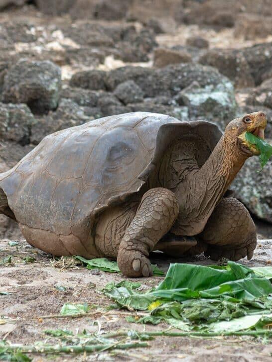 Saving Galápagos Tortoises: What Darwin’s Island Faces Today - NewsBreak