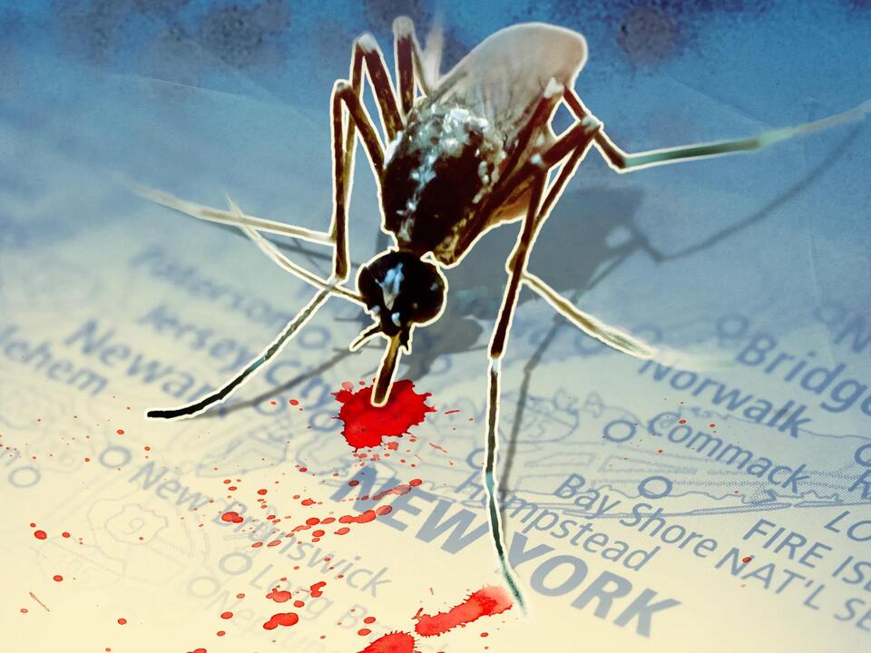 Mosquitoes with West Nile virus confirmed in all five NYC boroughs