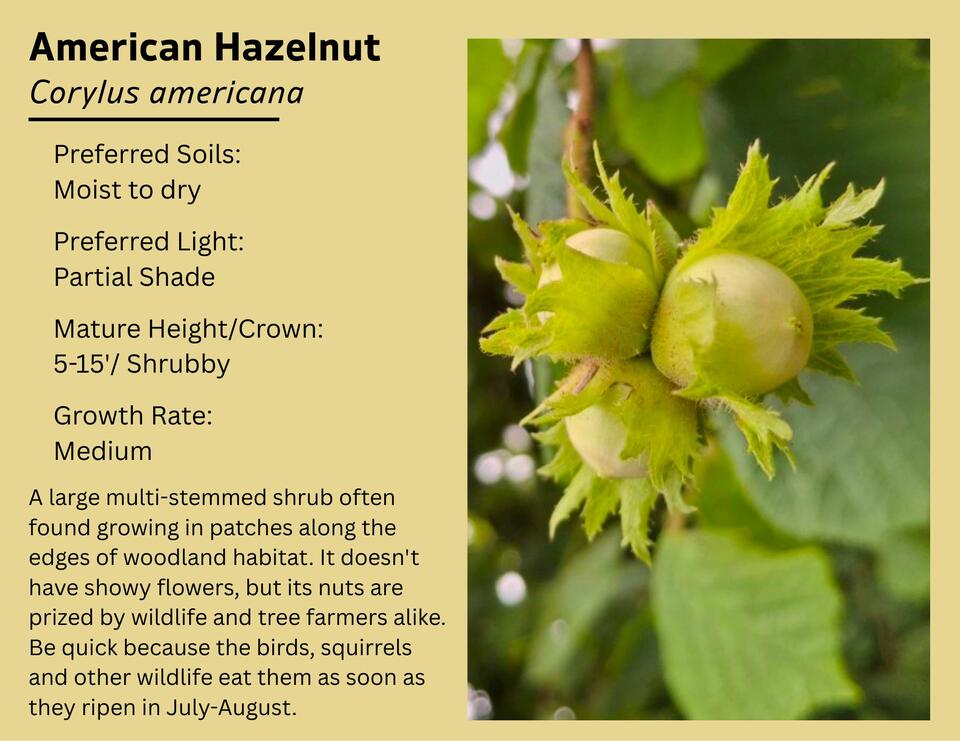 American Hazelnut available in 2026 Tree Sale - NewsBreak