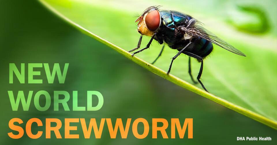 CDC issues nationwide health advisory on New World screwworm - NewsBreak