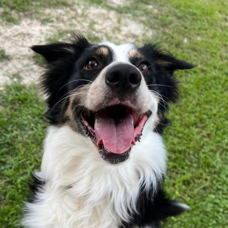 🐶 Playful Naples Dogs Ready Now for Loving Adoption - NewsBreak
