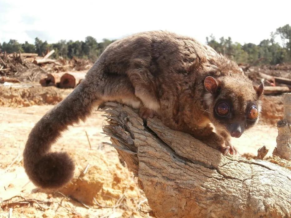 2 Cute Creatures Thought to Be Extinct for 7,000 Years Rediscovered In ...