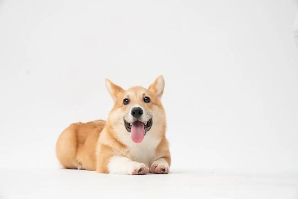Rabies Vaccine Requirements for Dogs in Texas: What Every Owner Must ...