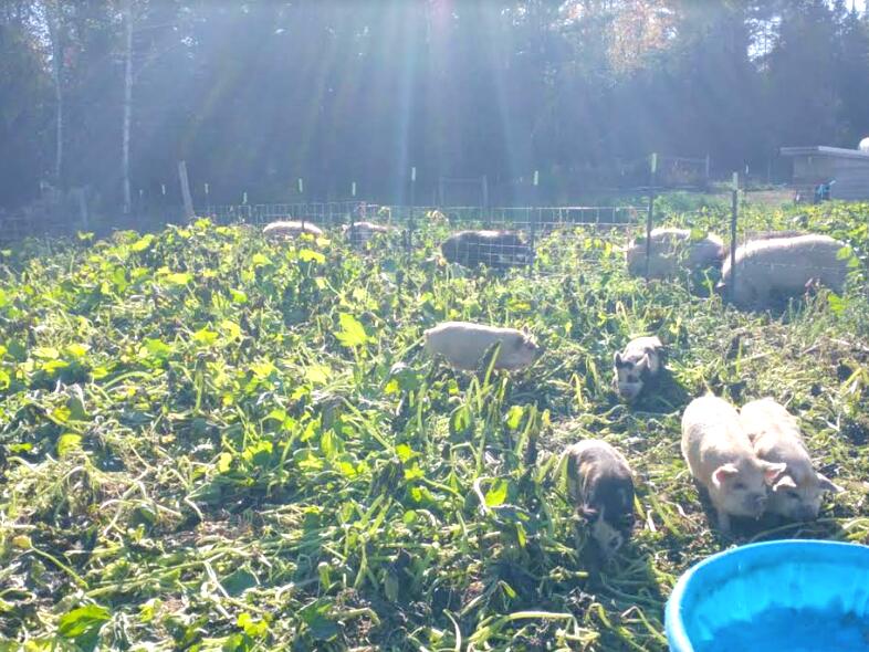 Down on the Farm: Squash Days