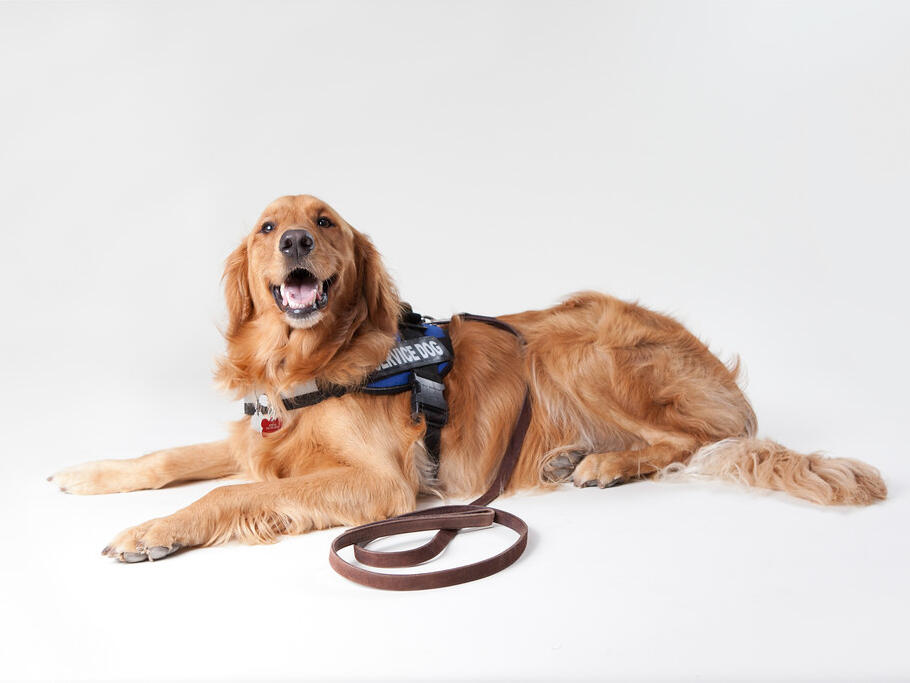 Service Animal Requirements And Information For Morristown Residents