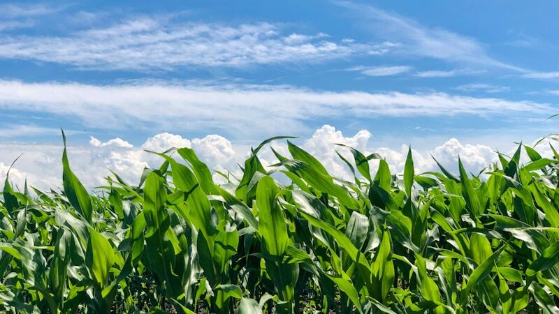 🔥 Corn and soybean conditions stay steady