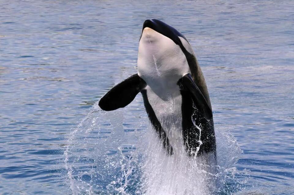 16 Fascinating Orca Hunting Techniques You Have Never Heard Of - NewsBreak