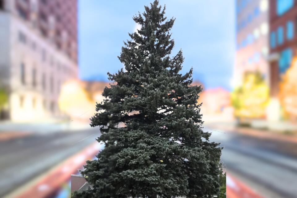 Ever Wonder How Michigan Moves a 60-Foot Christmas Tree? - NewsBreak