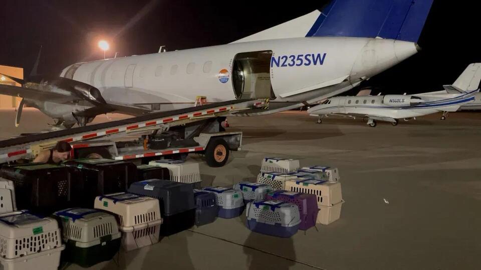 Riverside County Department of Animal Services transports 52 dogs to ...