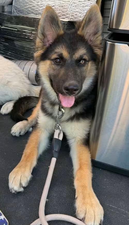 🐶 Loving Irvine Dogs Ready for Adoption and New Homes - NewsBreak