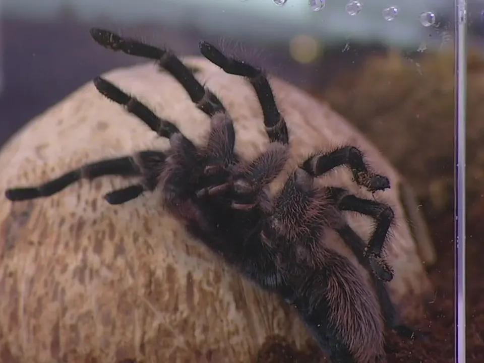 Tarantula warning for Texas, rare super blue moon
