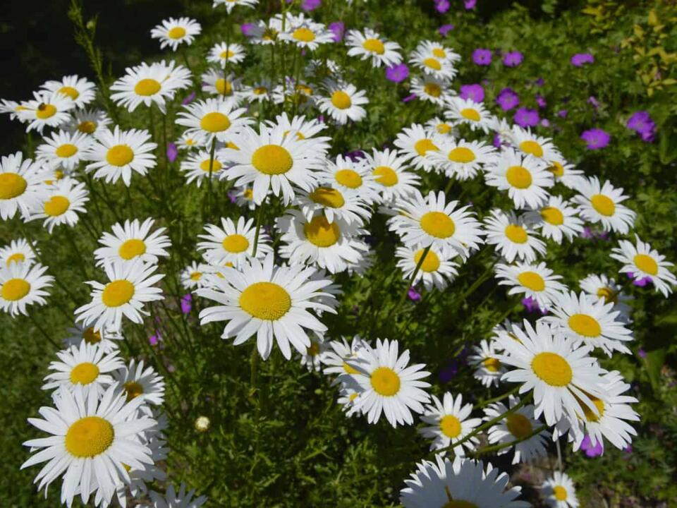 Shasta Daisy Complete Plant Care and Growth Tips