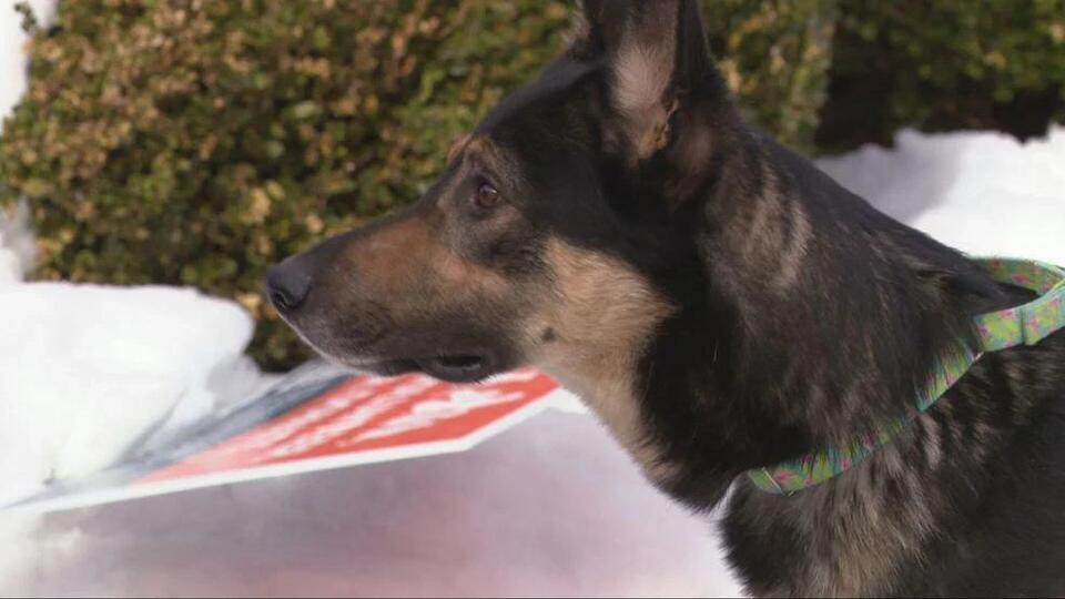 Your pet's microchip may now be useless after chip company goes out of ...