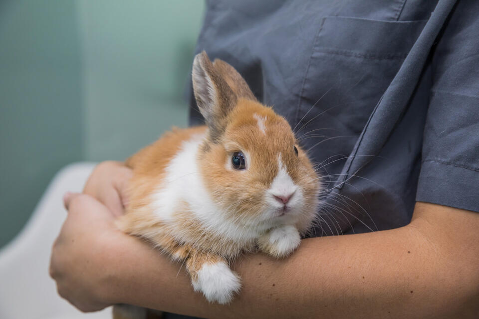 Rabbits with horn-like growths: What pet owners should know - NewsBreak