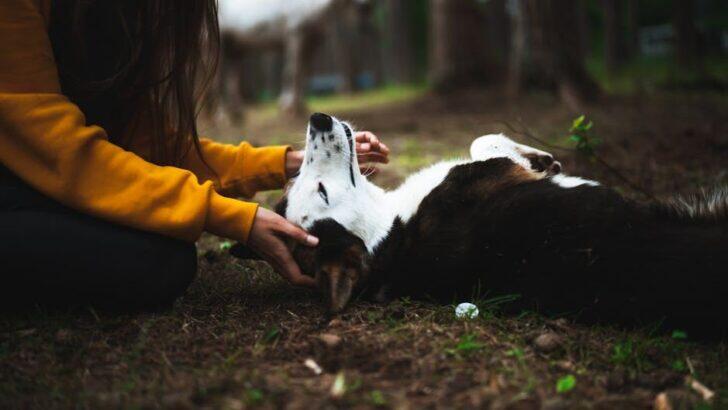 Psychology Says People Who Rescue Animals Often Have Deep Healing ...