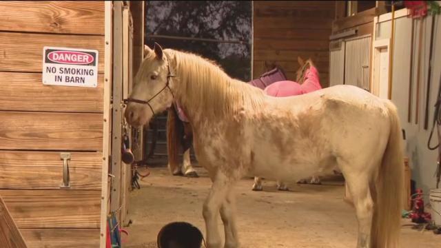 Manatee County homeowner says horse 'disappeared,' sheriff's office