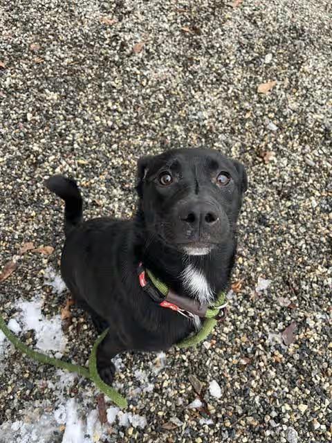 🐶 Friendly Lincolnton Dogs Ready Now for Loving Homes - NewsBreak
