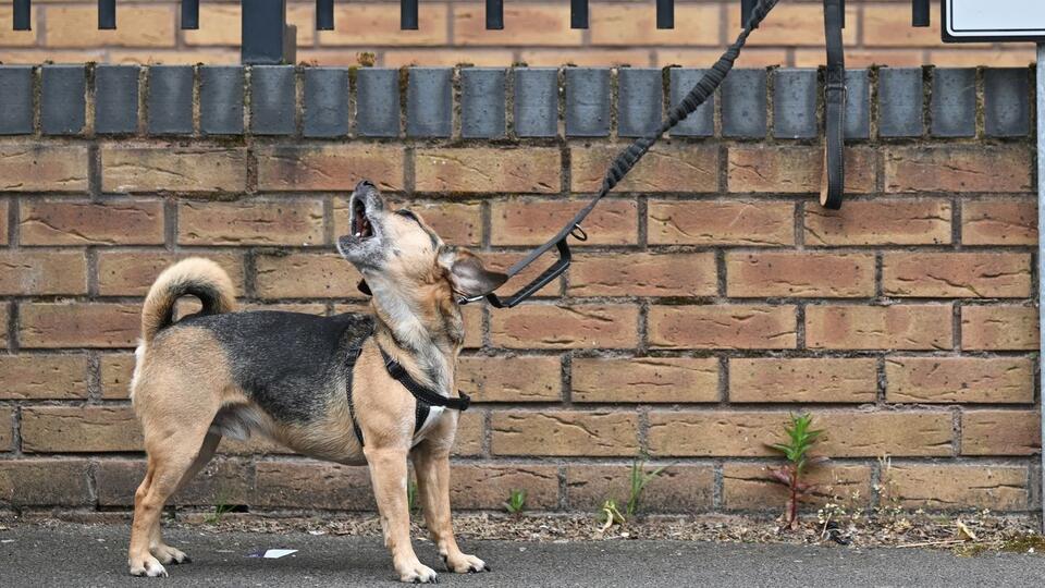 Veterinarian allegedly stole homeless man's dog, claimed she was ...