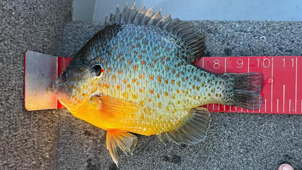 Angler Targets Walleye, Catches Giant Sunfish That Smashes 56-Year Old Record